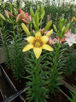 [5038 Yellow Pixels No02.JPG]